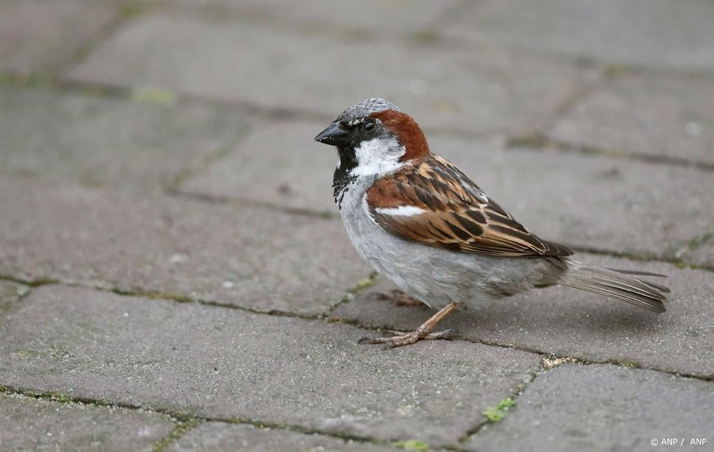 Tuinvogeltellers moeten extra letten op huismus