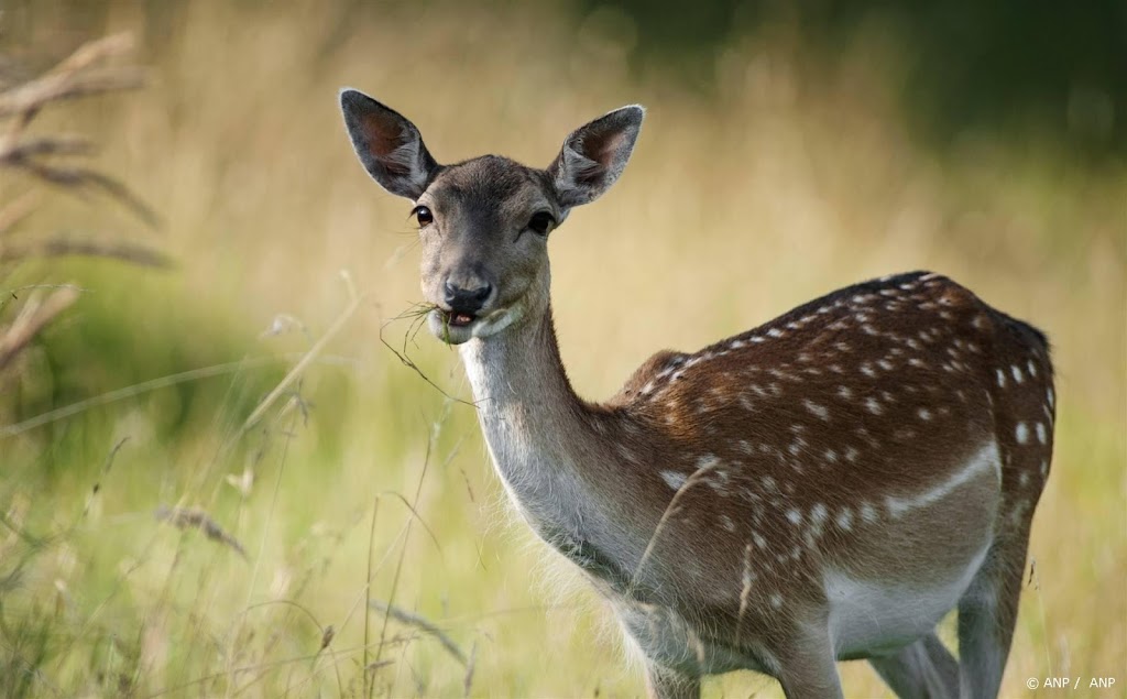 Dierenrechtenorganisaties naar de rechter om afschieten damherten