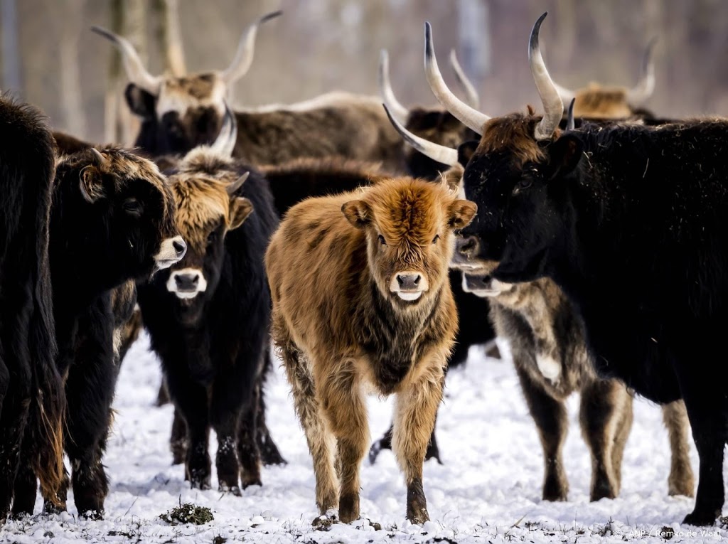 Opnieuw kent Nederland een sneeuwarme winter