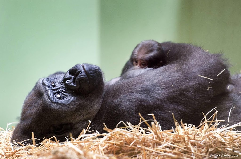 Babygorilla Rotterdam en zoon van Bokito heet Ajabu