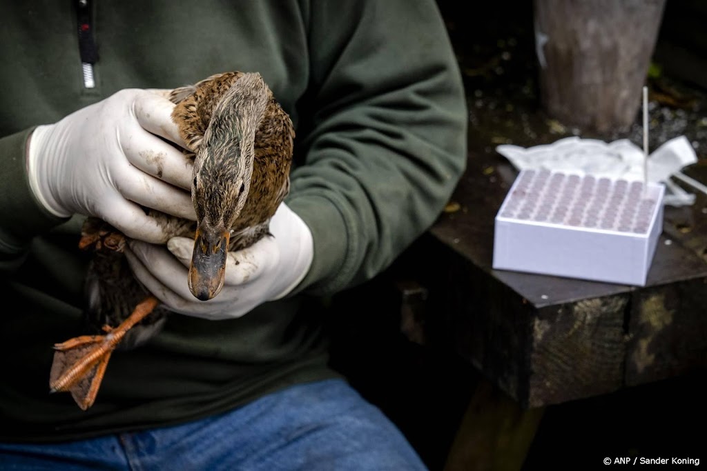 Minder vogels lopen vogelgriep op, mogelijk zijn ze immuun