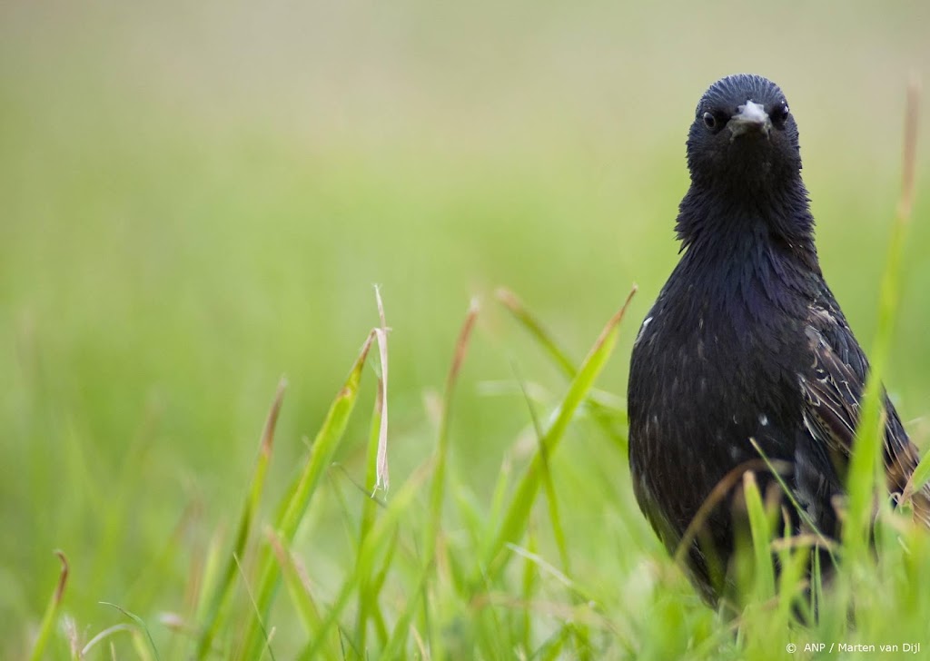 Natuurmonumenten: overheid geeft niet thuis bij aanpak vogelgriep