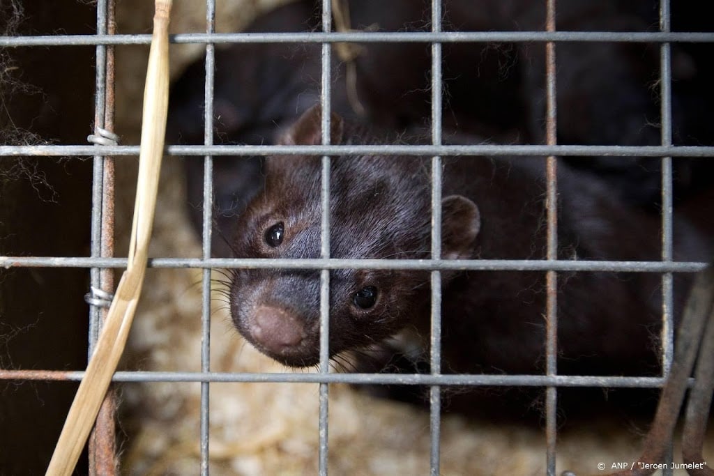 Nieuwe coronabesmetting bij nertsenbedrijf in Brabant