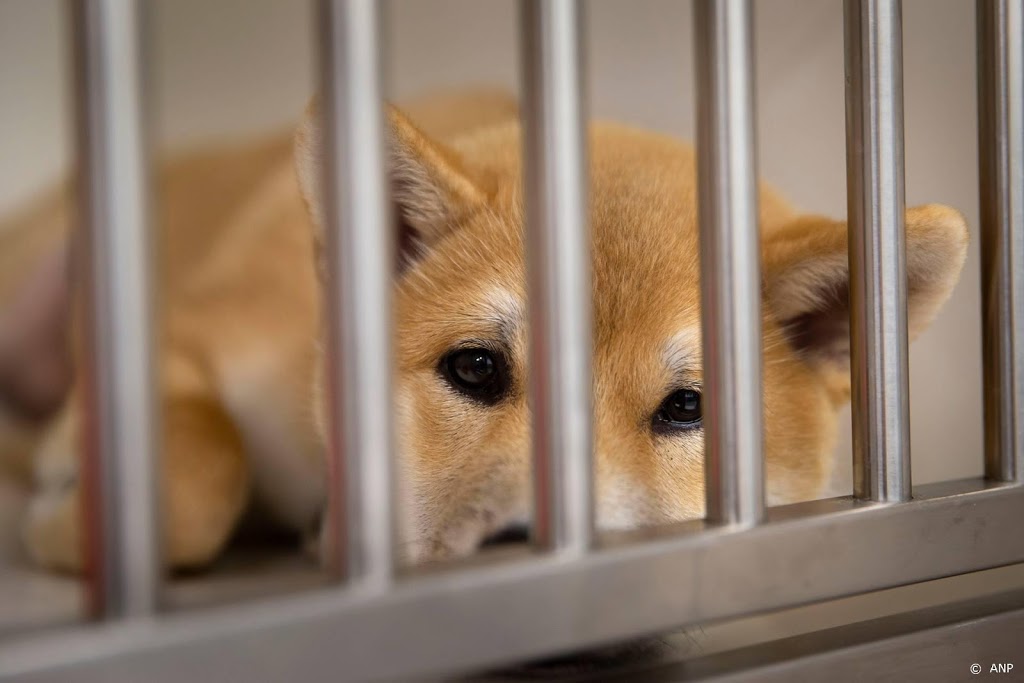 Grootste hond ter wereld overleden