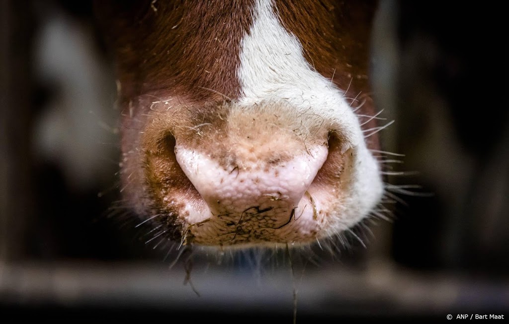 Te veel stikstof in mest melkkoeien, minder bij varkens en kippen