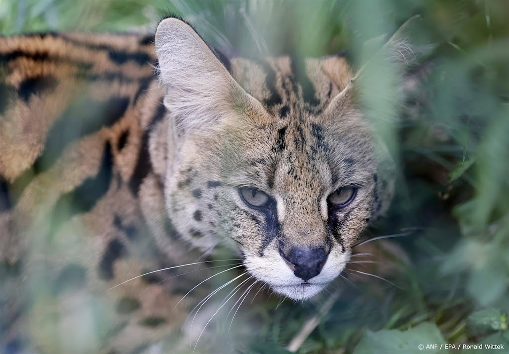 Ontsnapte serval in Helmond nog niet terecht