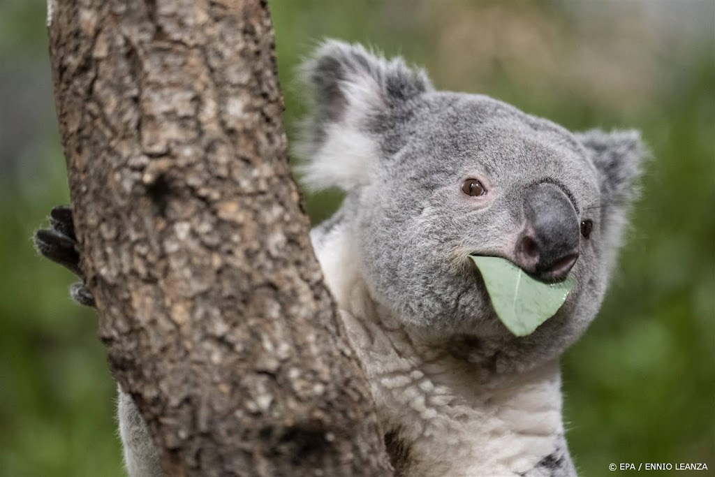 Komst koala's in Ouwehands Dierenpark later dan verwacht