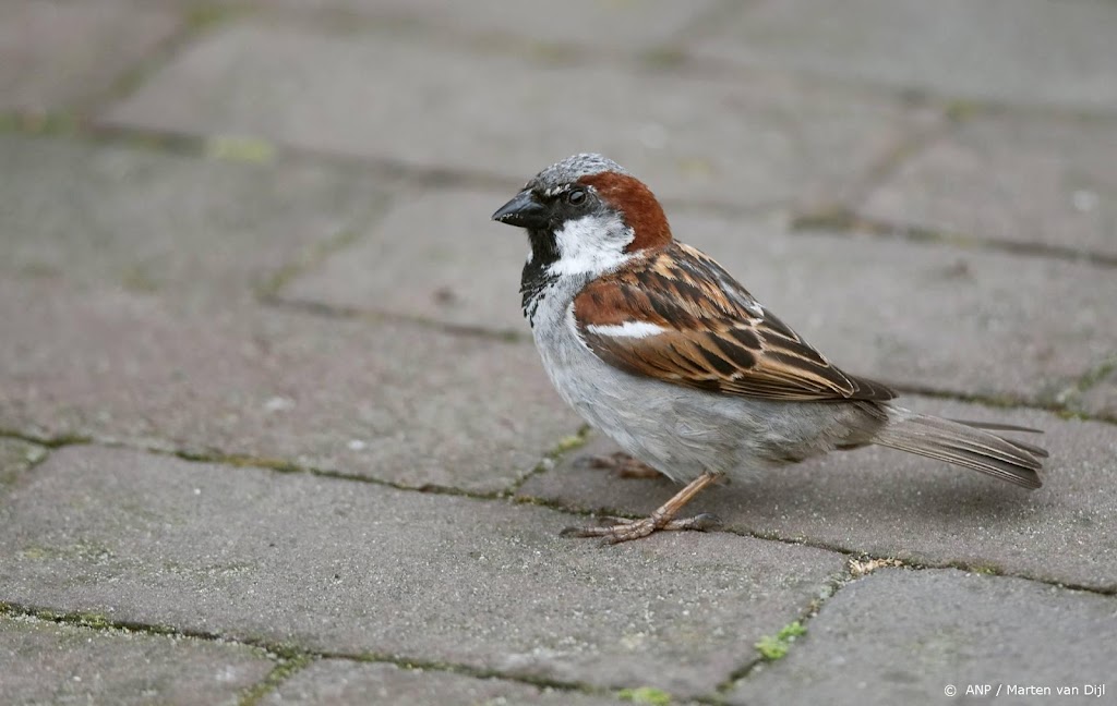 Huismus meest getelde vogel, merel lijkt zich te herstellen