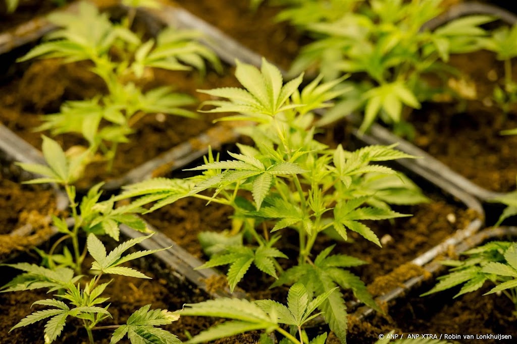 VS gaan cannabis als softdrugs beschouwen