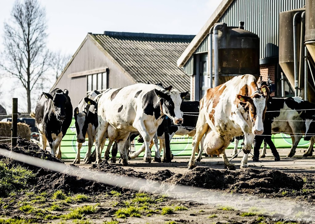LTO Nederland: stikstofprotest met koeien uit de wei is succes