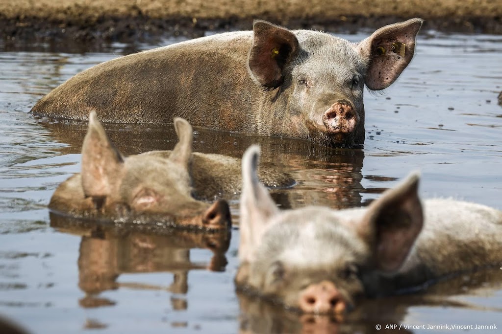 Situatie Nederlandse varkensboeren volgens ABN AMRO dramatisch
