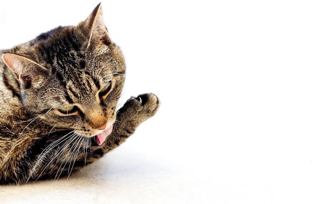 Katten doodgeschoten met luchtbuks in Ermelo