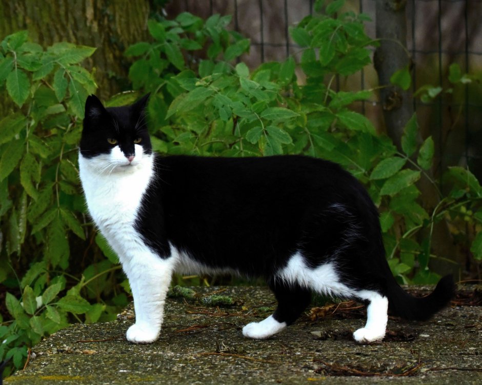 zwarte kat Foto