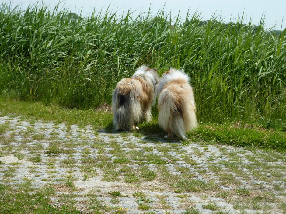 Als het gras twee kontjes hoog is.... | ZeelandNet Foto