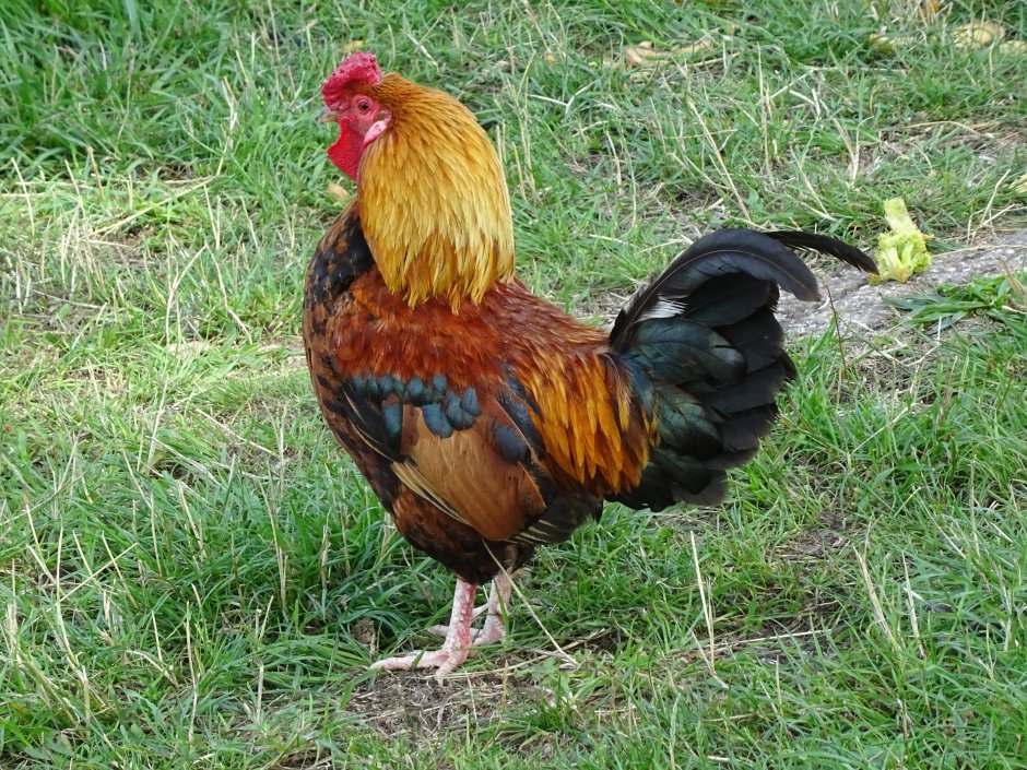 een mooie haan | ZeelandNet Foto