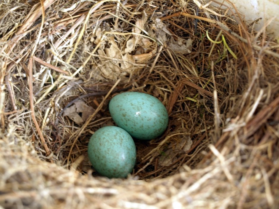 moeder met eitjes | ZeelandNet Foto