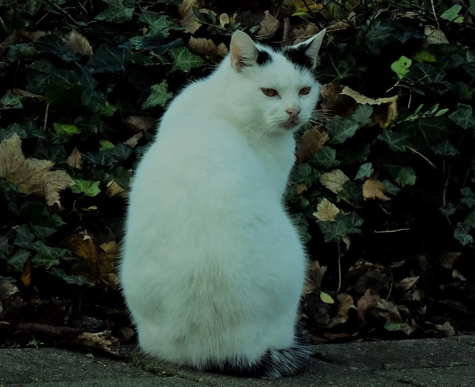 boerderij dieren ..kat Foto