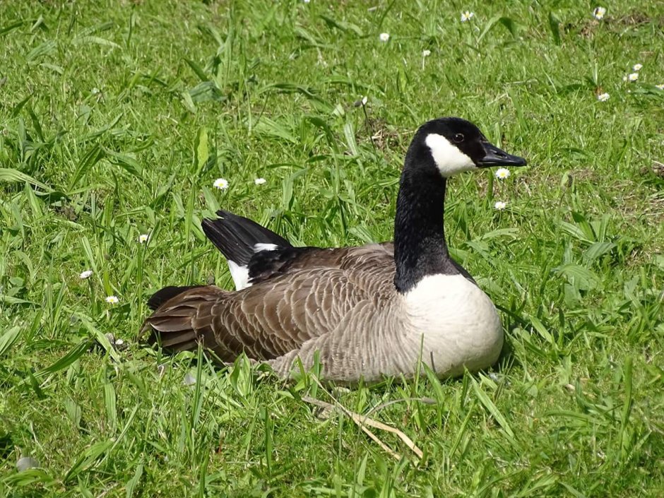 een gans..... | ZeelandNet Foto