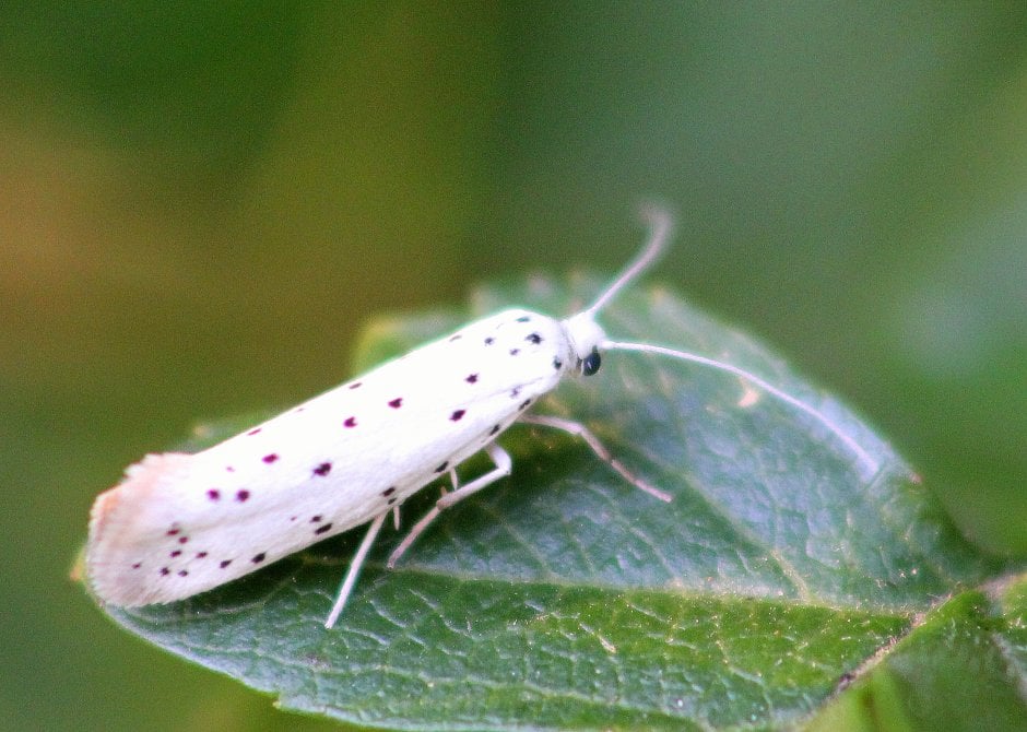 wit met zwarte stippen | ZeelandNet Foto