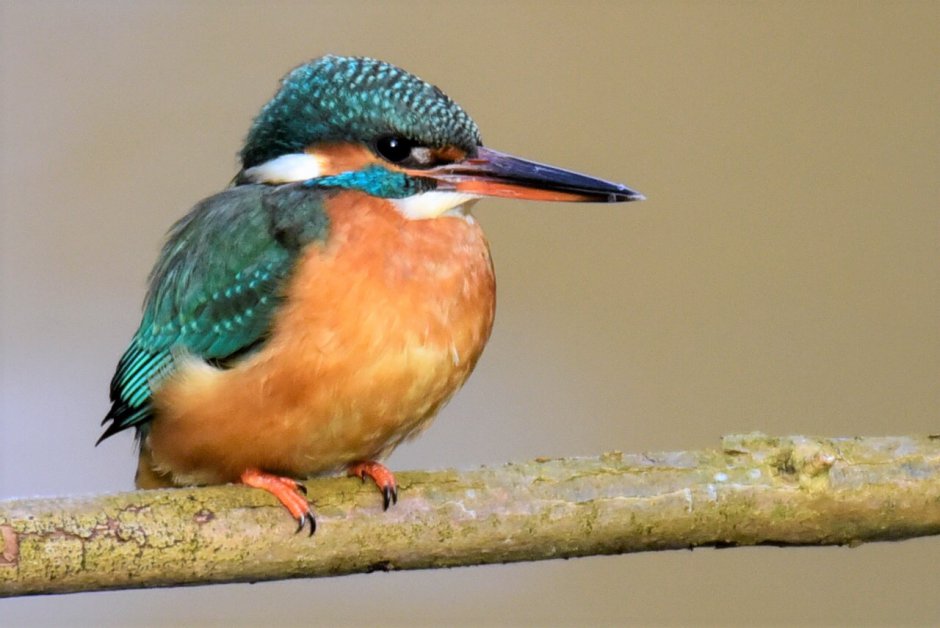 ijsvogel Foto