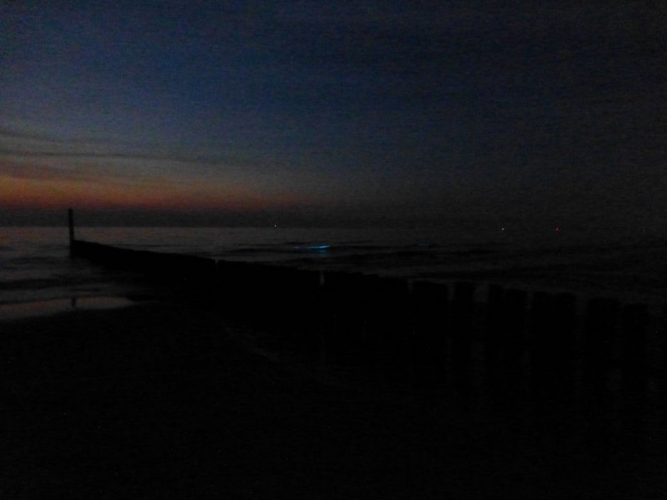 Zeevonk In Cadzand Prachtig Deel 2 Zeelandnet Foto