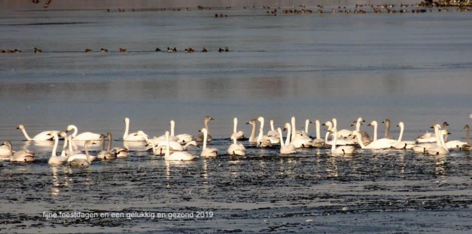 Prettige Feestdagen En Een Gelukkig En Gezond 2019 Voor Alle Fotoliefhebbers Zeelandnet Foto