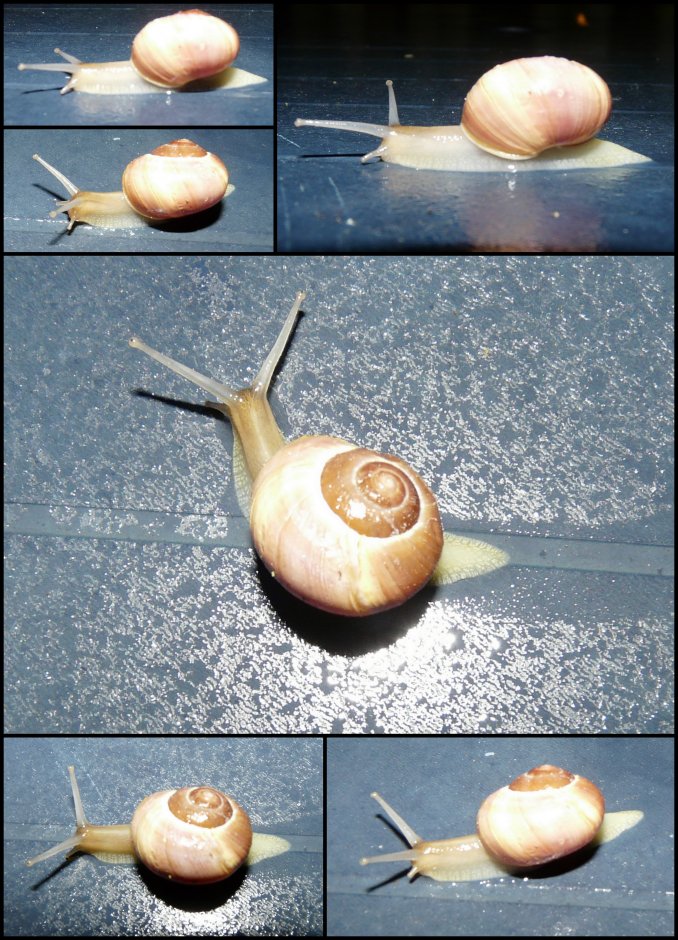 Snail by night Foto
