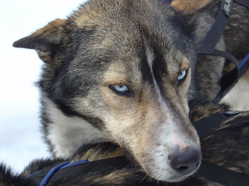 Prachtige ogen van Noorse husky Foto