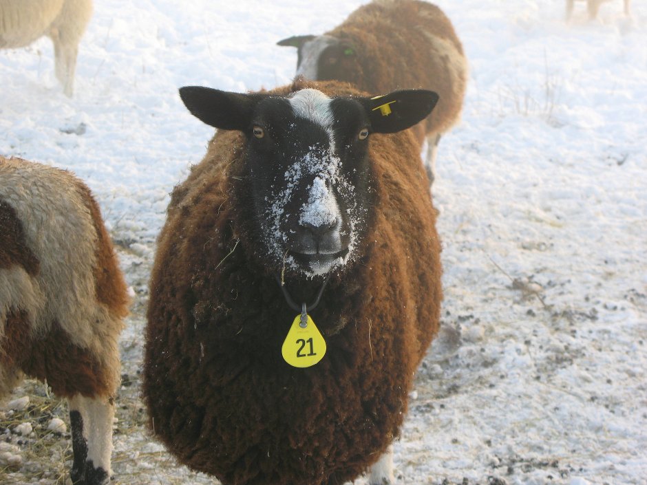 Schaap met sneeuwneus Foto