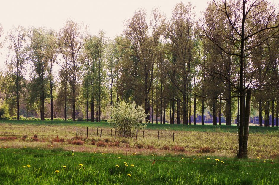 Aan de rand van het bos | ZeelandNet Foto