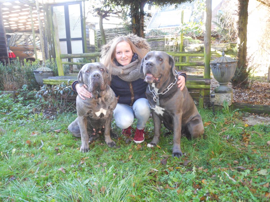 cane corso,s als bodyguards | ZeelandNet Foto