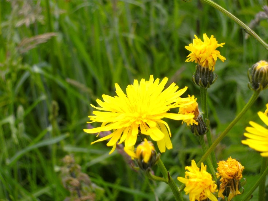 Welke bloem is dit? Foto Welke bloem is dit? Foto