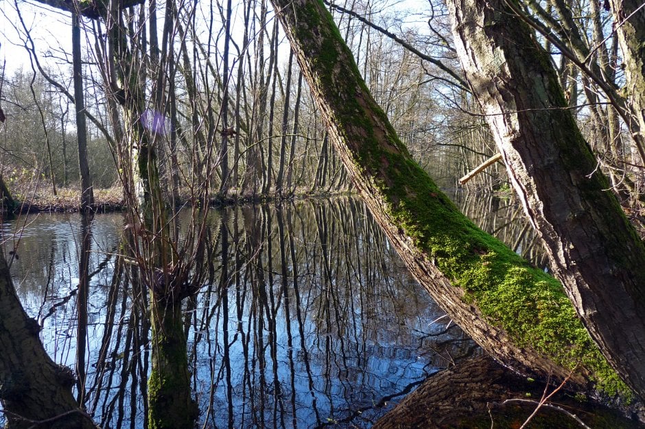 Natuurreservaat Molsbroek Lokeren Zeelandnet Foto