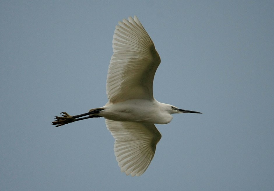 Kleine Zilverreiger Foto
