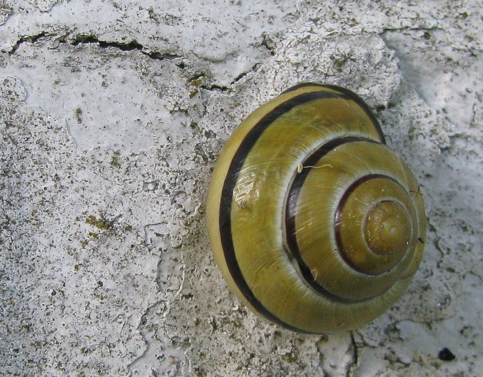 Huis Slak | ZeelandNet Foto