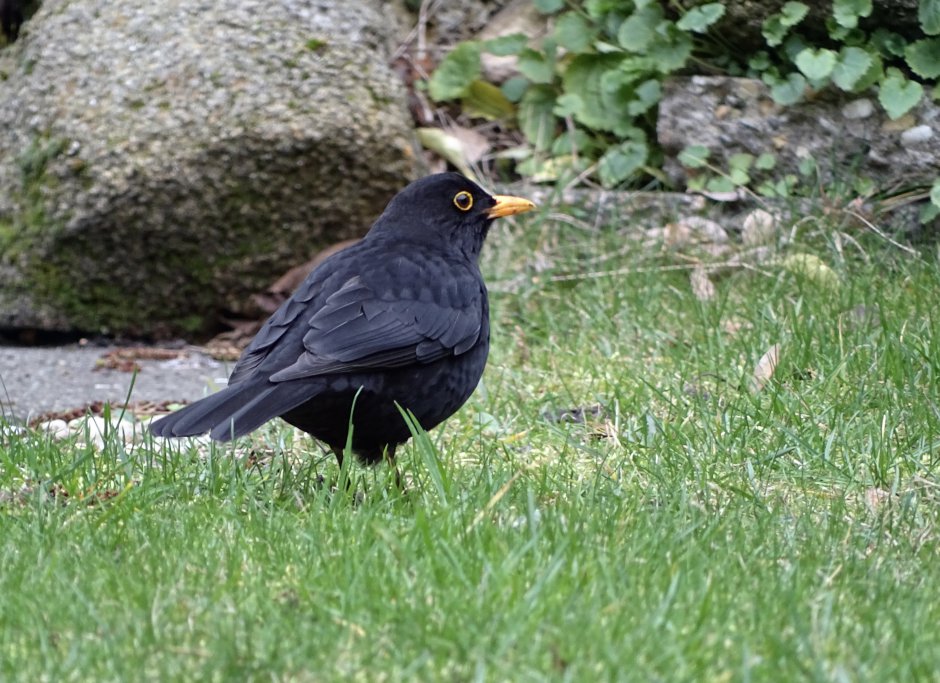 Merel in de tuin Foto Merel in de tuin Foto
