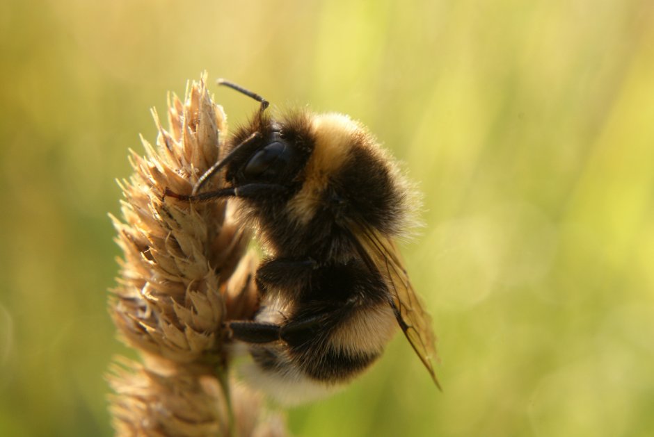 Hommel Foto Hommel Foto