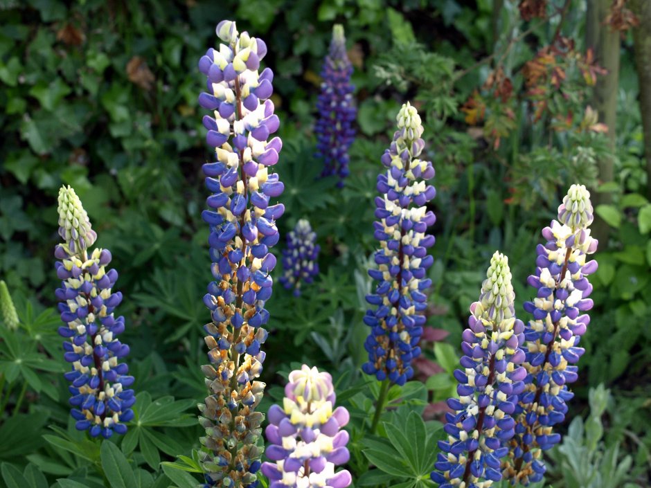 hoe heet deze bloem? Foto
