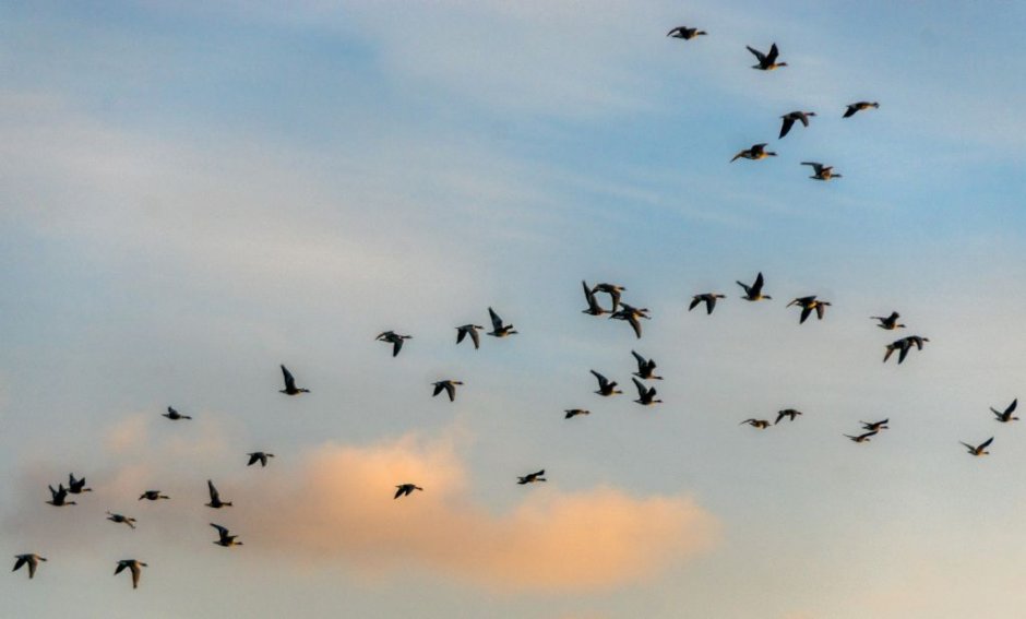 Alle vogels vliegen Foto