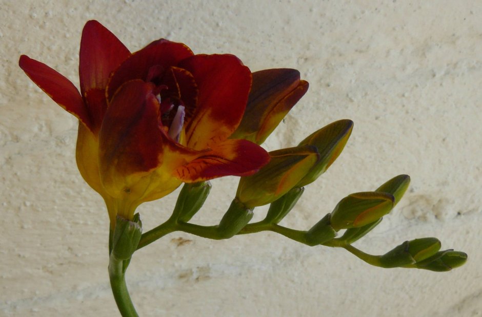 froredia
