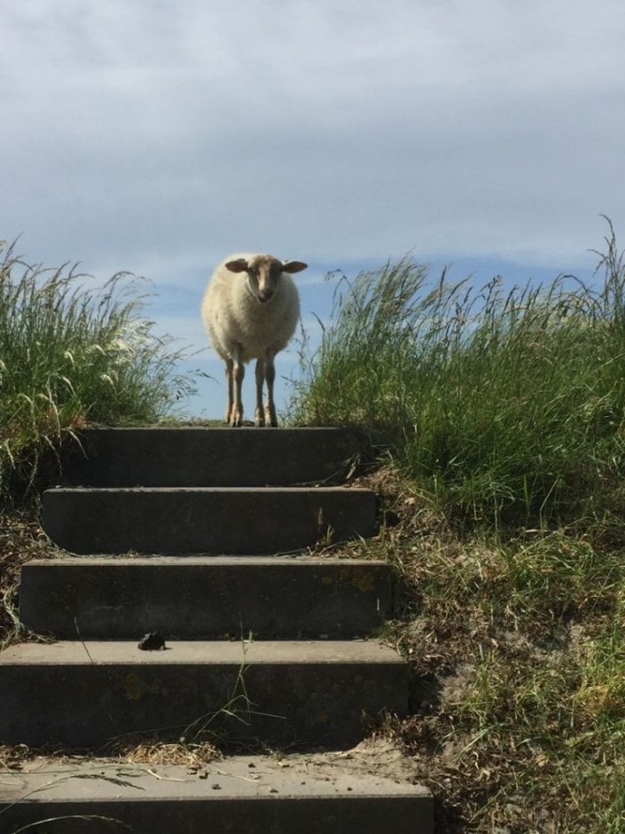 Look at me | ZeelandNet Foto
