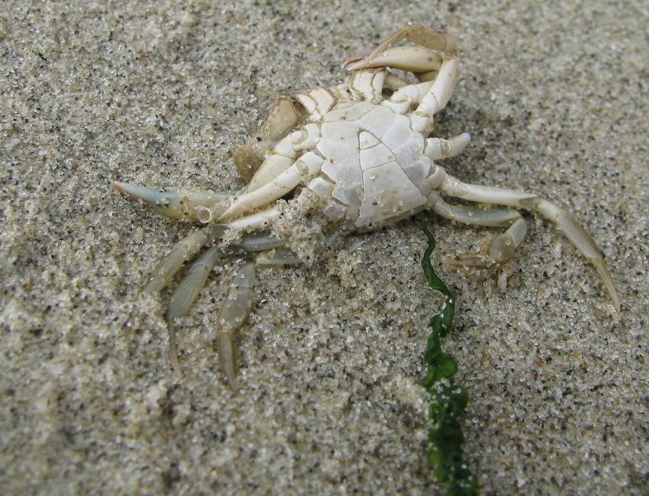 Krab | ZeelandNet Foto