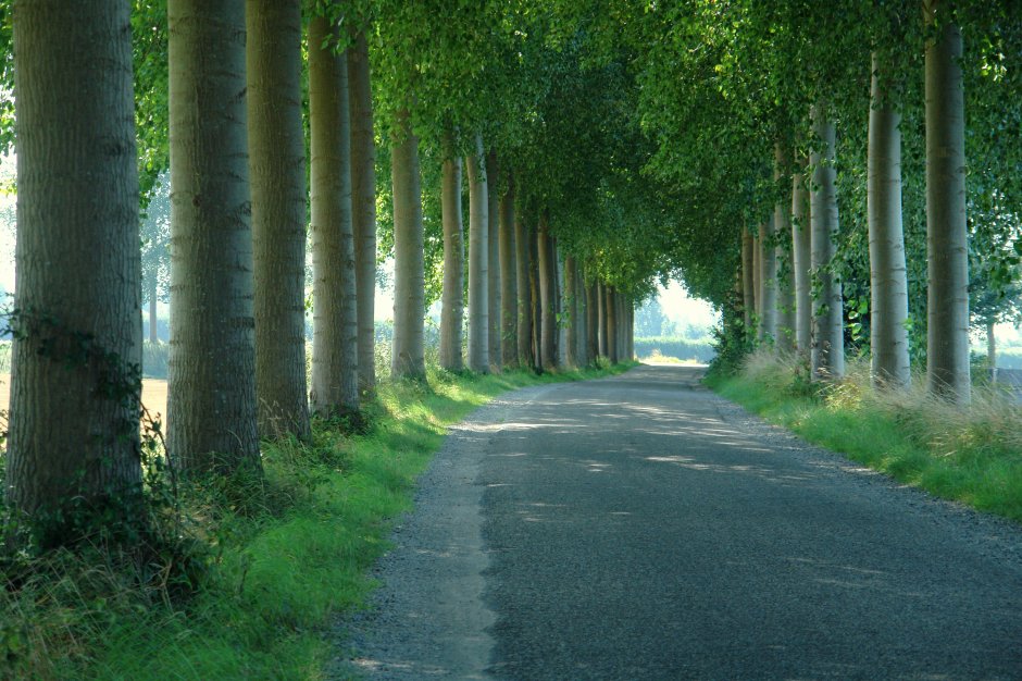 groene tunnel.. Foto