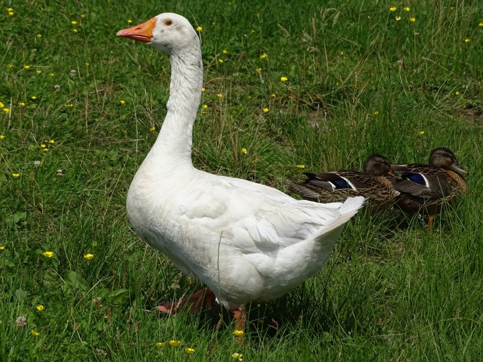 een gans....... Foto een gans....... Foto