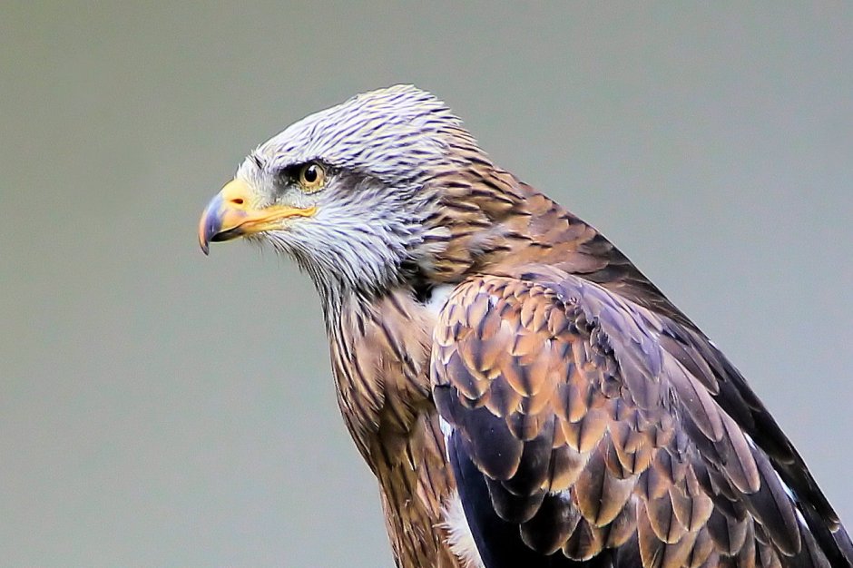 Rode Wouw | ZeelandNet Foto