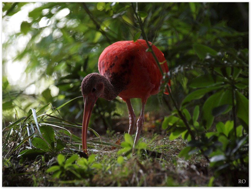 Rode Ibis | ZeelandNet Foto