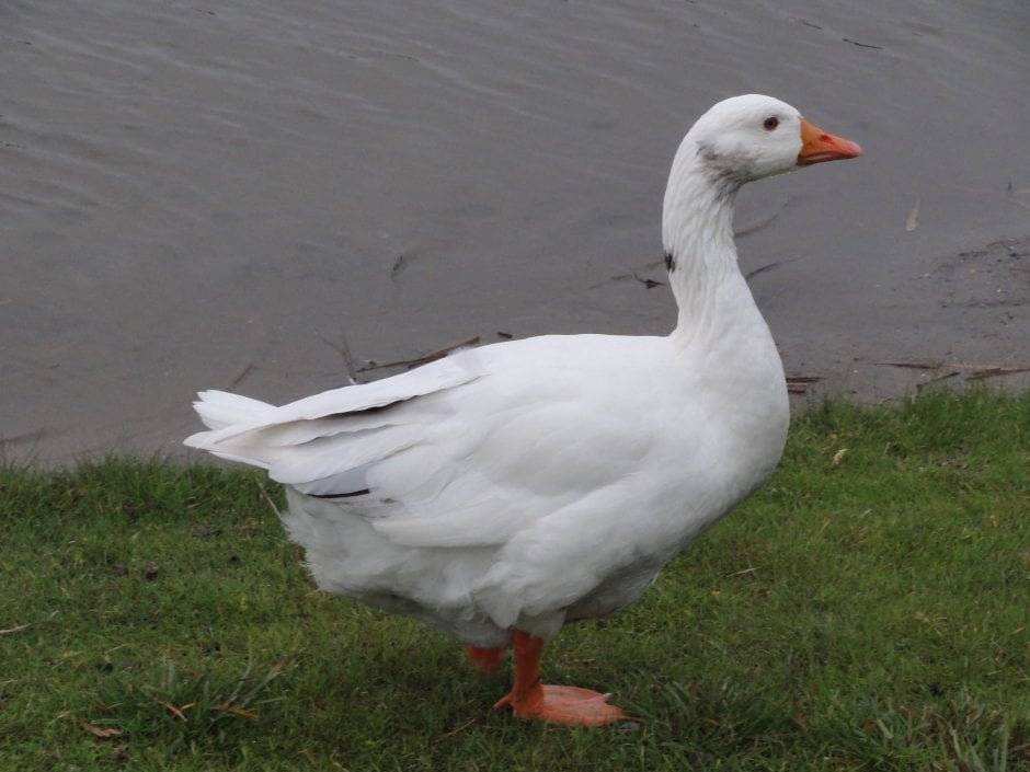 een gans Foto een gans Foto