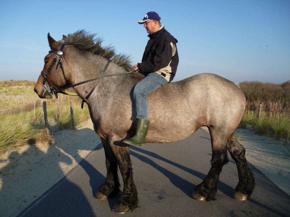 som Matig Lelie Belgisch trekpaard | ZeelandNet Foto