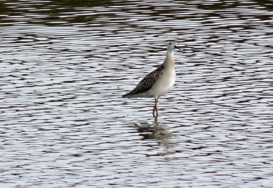 wat voor vogel is dit | ZeelandNet Foto