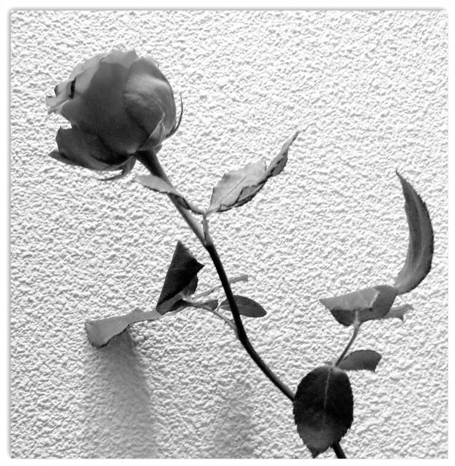 roos in zwart/wit........ | ZeelandNet Foto